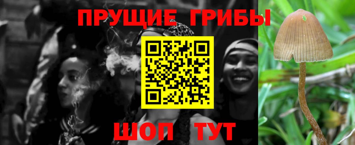 Ртищево  где купить наркоту  Вход с VPN  Псилоцибиновые грибы Psilocybe  Галлюциногенные грибы Cubensis 